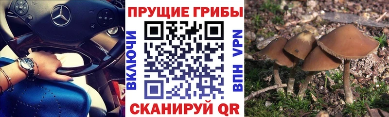 Галлюциногенные грибы Psilocybine cubensis  это наркотические препараты  Неман  наркотики 